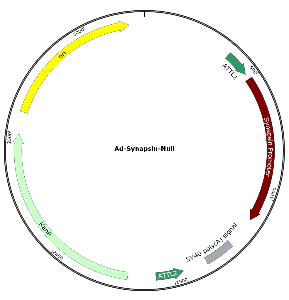 Ad-Synapsin-Null; Pre-made Adenovirus