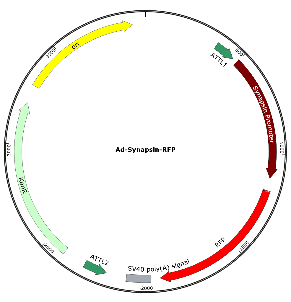 Ad-Synapsin-RFP;Ad-Syn-RFP; Pre-made Adenovirus