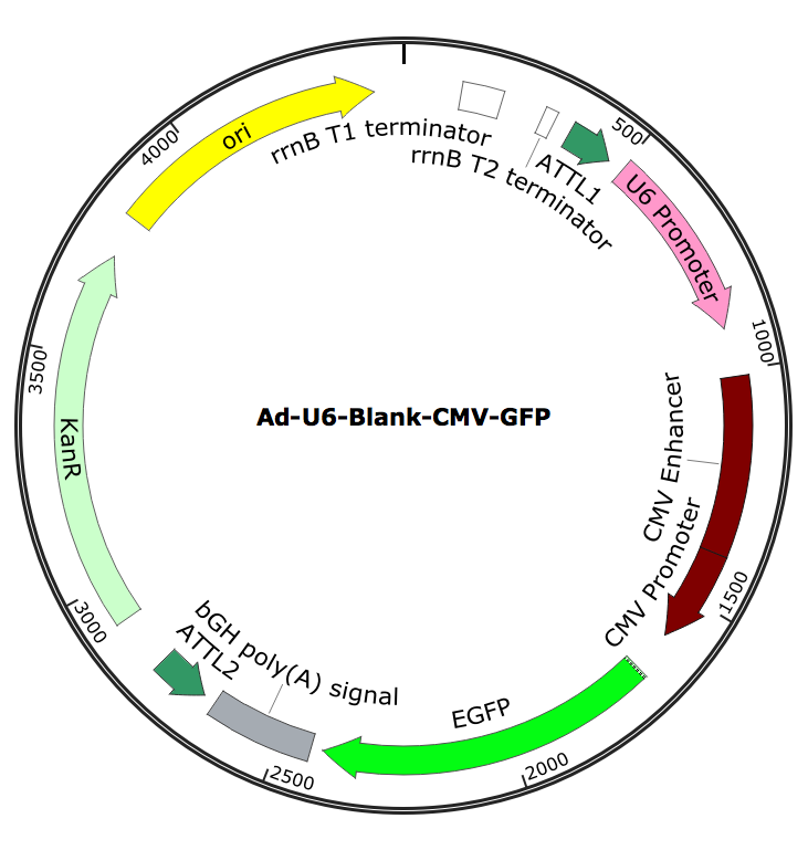 Ad-U6-Blank-GFP; Pre-made Adenovirus
