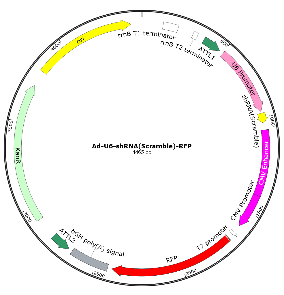 Ad-U6-shRNA(Scramble)-RFP; Ad-U6-shRNA(Scramble)-CMV-RFP; Pre-made Adenovirus