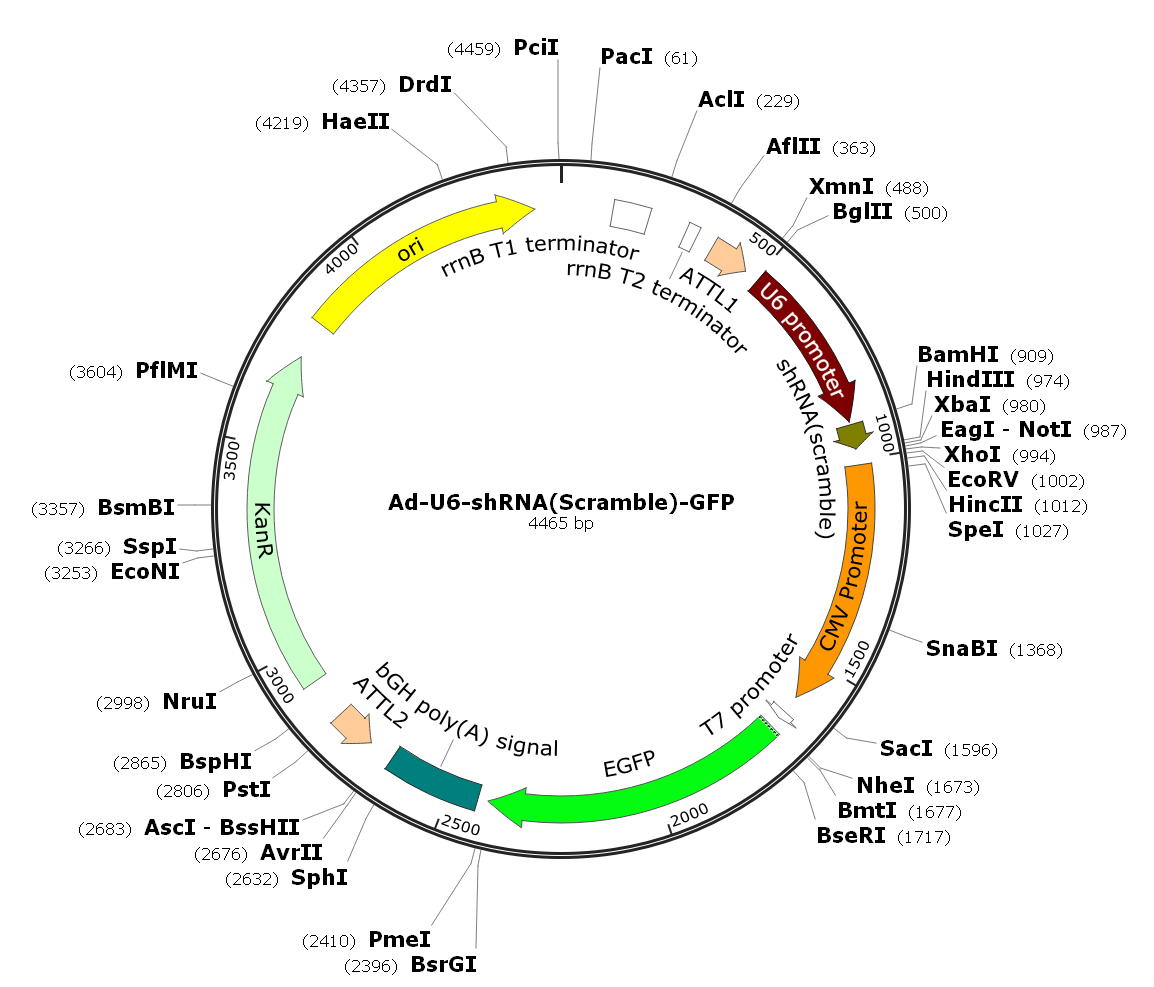 Ad-U6-shRNA(scramble)-GFP; Ad-U6-shRNA(scramble)-CMV-GFP; Pre-made Adenovirus