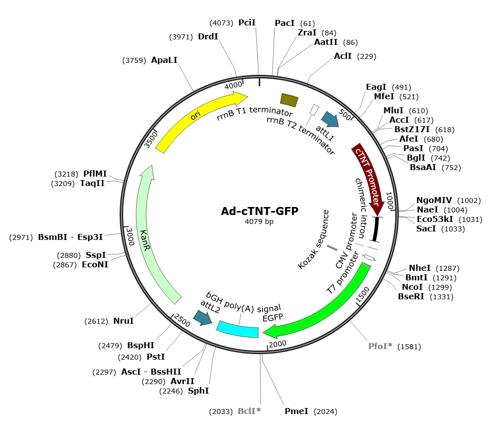 Ad-cTNT-GFP;  Pre-made Adenovirus 