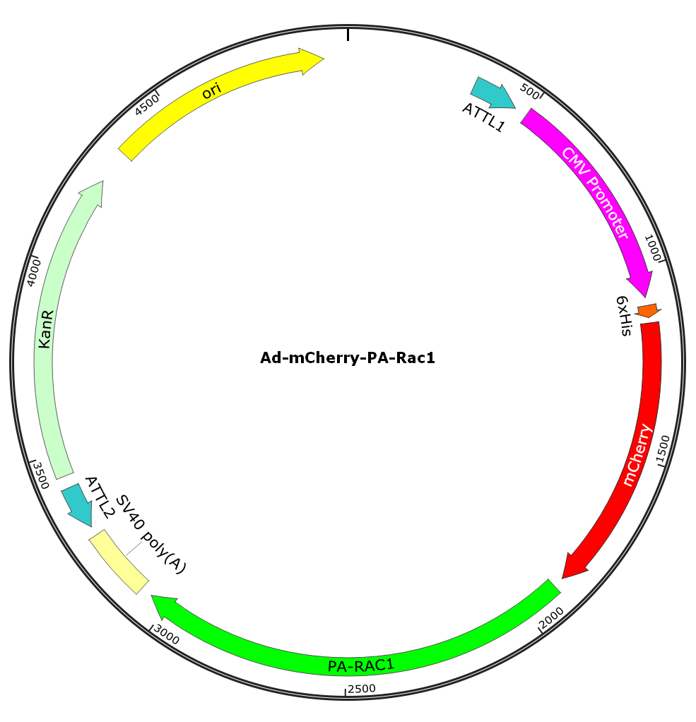 Ad-CMV-mCherry-PA-Rac1; Ad-mCherry-PA-Rac1; Pre-made Adenovirus
