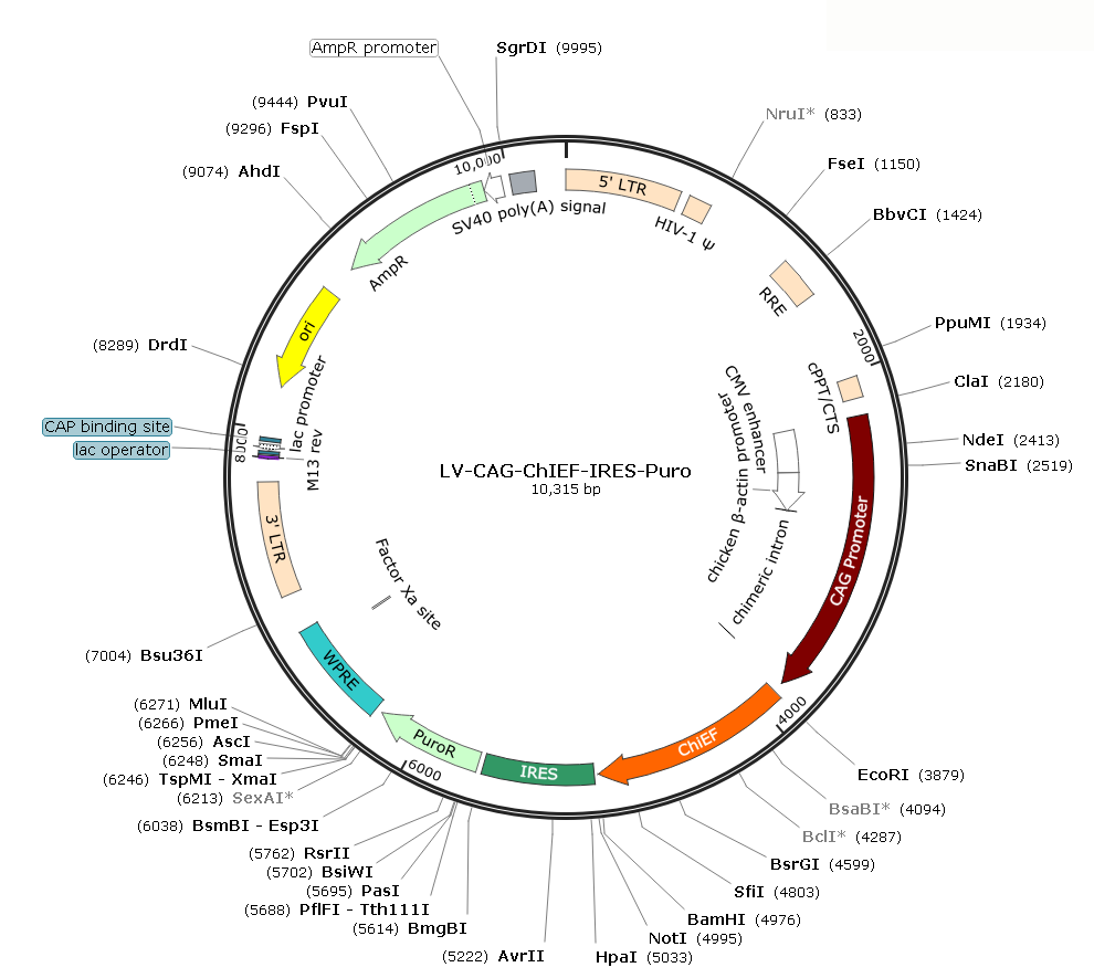 Pre-made recombinant lentivirus; LV-CAG-ChiEF-IRES-Puro; LV-CBA-ChiEF-IRES-Puro; ChiEF-IRES-Puro Lentivirus