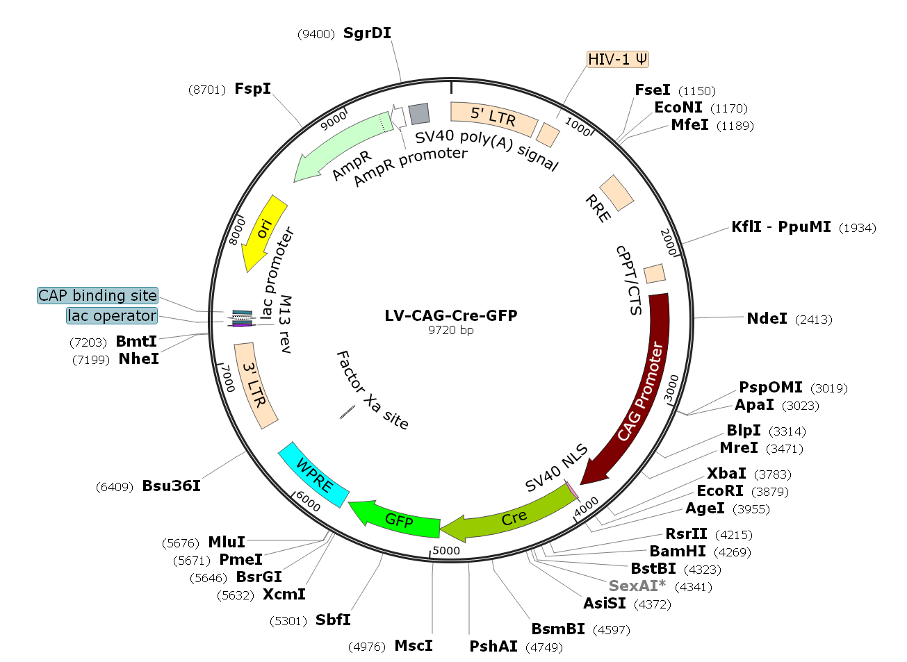 Pre-made recombinant lentivirus; LV-CAG-Cre-GFP; LV-CBA-Cre-GFP; CAG-Cre-GFP Lentivirus; CBA-Cre-GFP Lentivirus