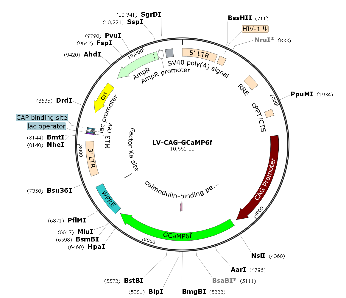 Pre-made recombinant lentivirus; LV-CAG-GCaMP6f; LV-CBA-GCaMP6f; CAG-GCaMP6f Lentivirus