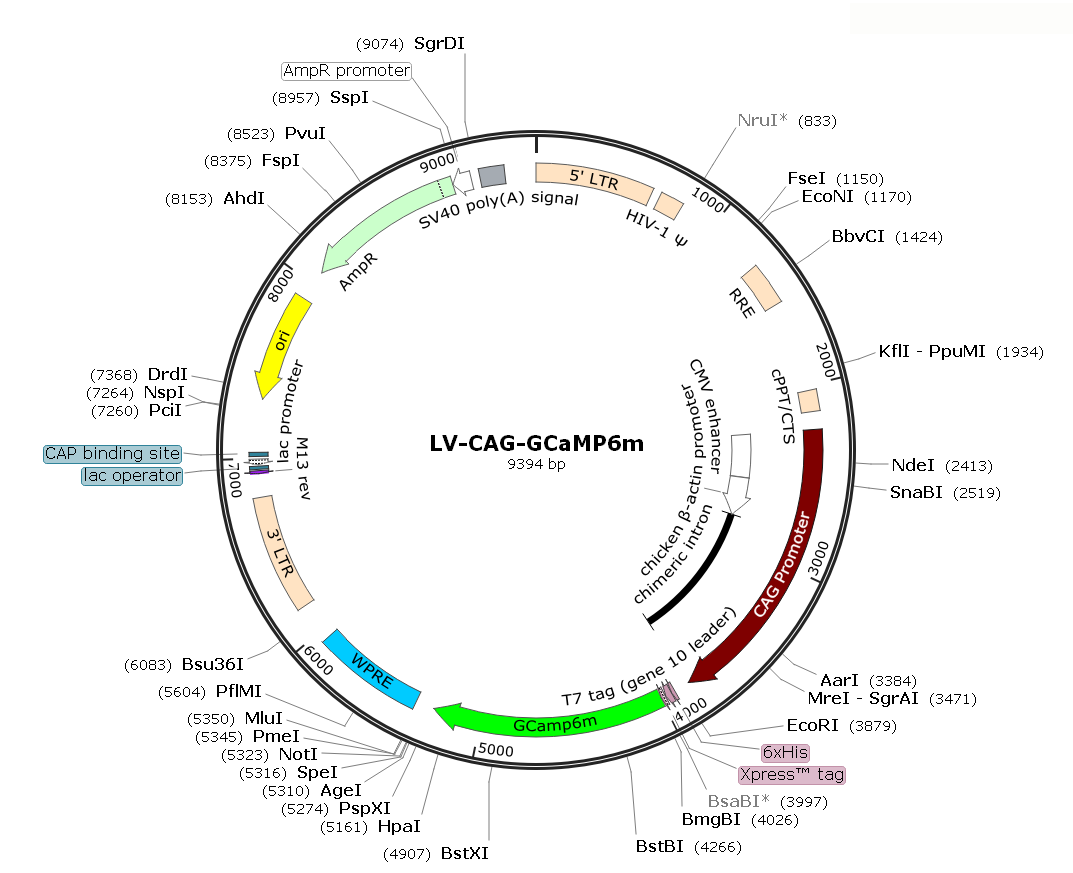 Pre-made recombinant lentivirus; LV-CAG-GCaMP6m; CAG-GCaMP6m Lentivirus