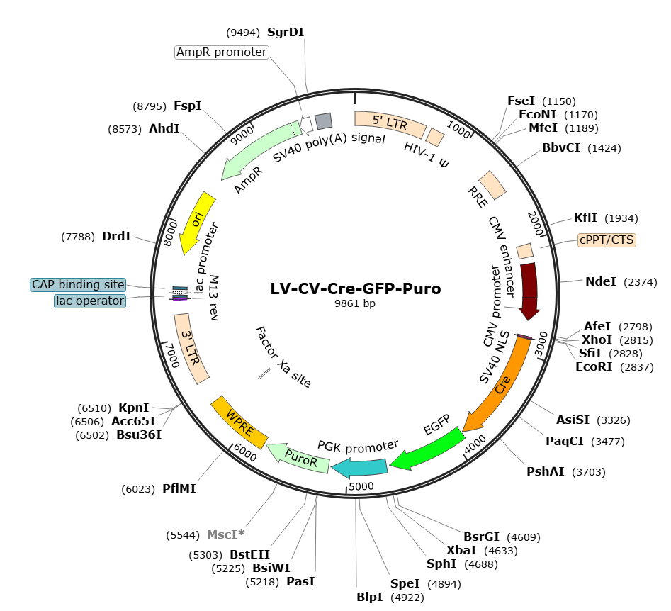 LV-CMV-Cre-GFP-Puro; LV-CMV-Cre-GFP-PGK-Puro; CMV-Cre-GFP Lentivirus