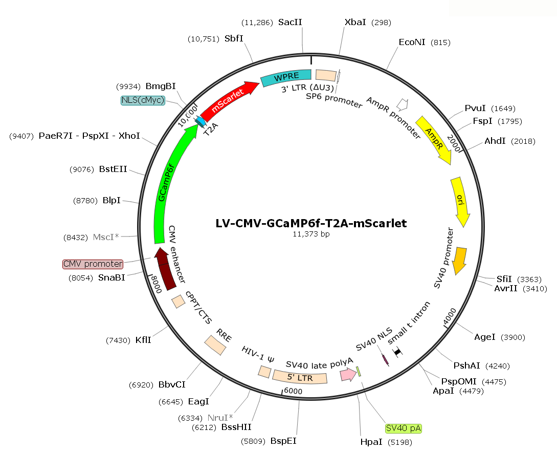 Pre-made recombinant lentivirus; LV-CMV-GCaMP6f-T2A-mScarlet; CMV-GCaMP6f Lentivirus