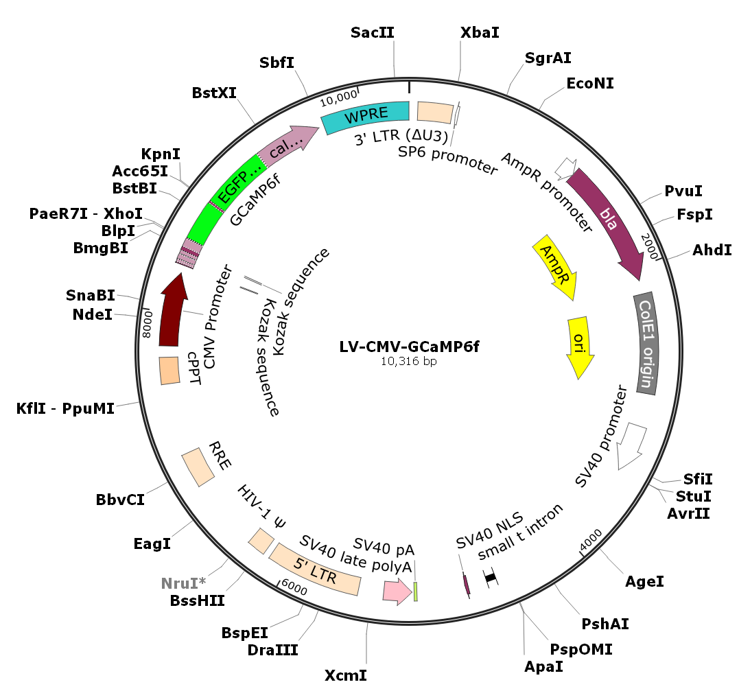 Pre-made recombinant lentivirus; LV-CMV-GCaMP6f; CMV-GCaMP6f Lentivirus
