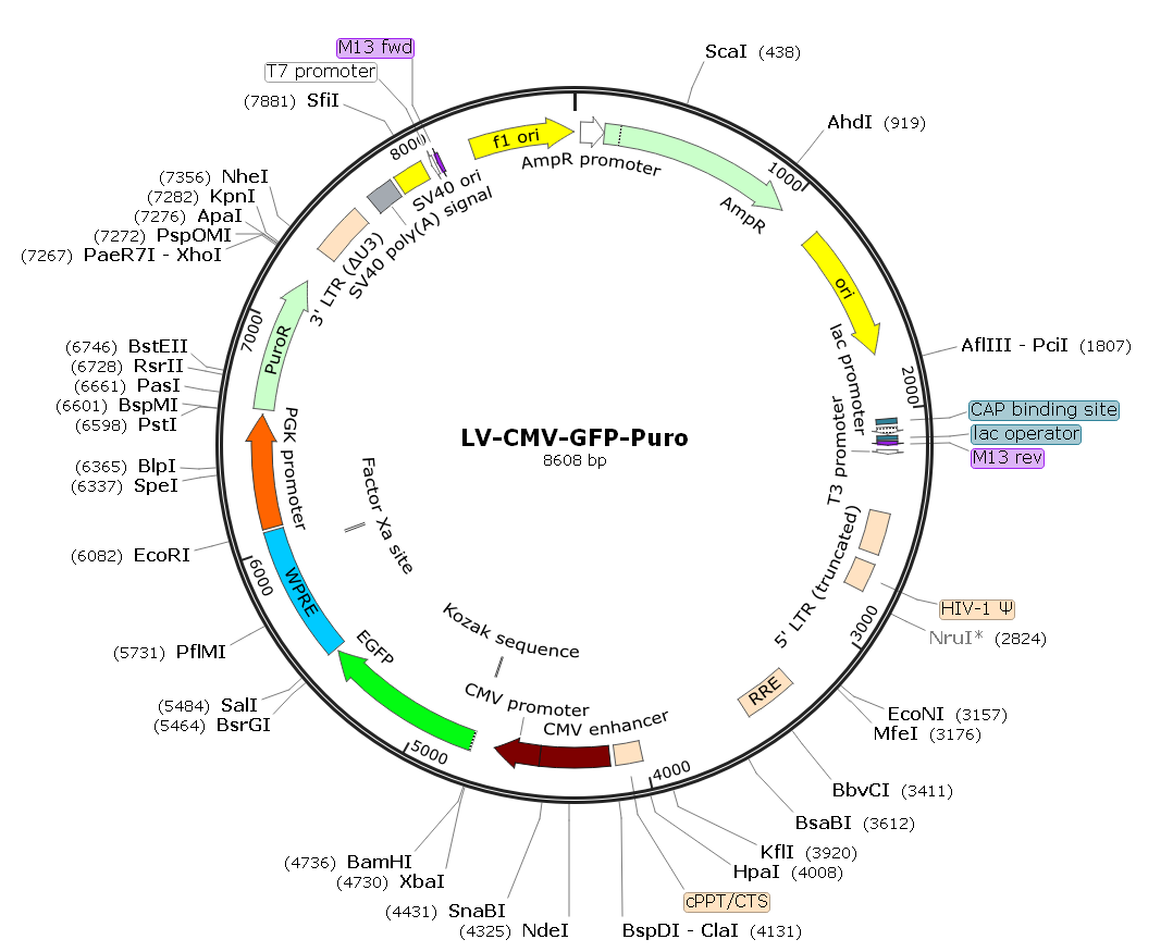  LV-CMV-GFP-Puro; LV-CMV-GFP; LV-GFP; CMV-GFP-Puro Lentivirus