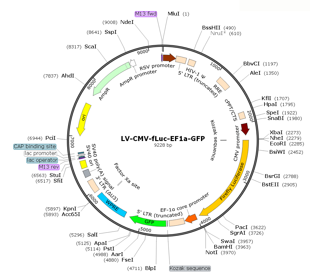 Pre-made recombinant lentivirus; LV-CMV-fLuc-EF1α-GFP; LV-CMV-Luciferase-EF1α-GFP; CMV-Luc-EF1α-GFP Lentivirus