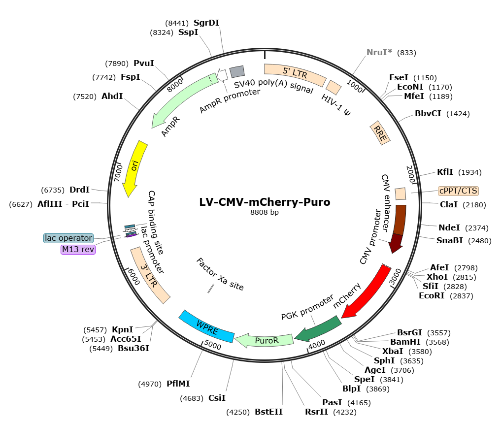  LV-CMV-mCherry-Puro; LV-CMV-mCherry; LV-mCherry; CMV-mCherry-Puro Lentivirus