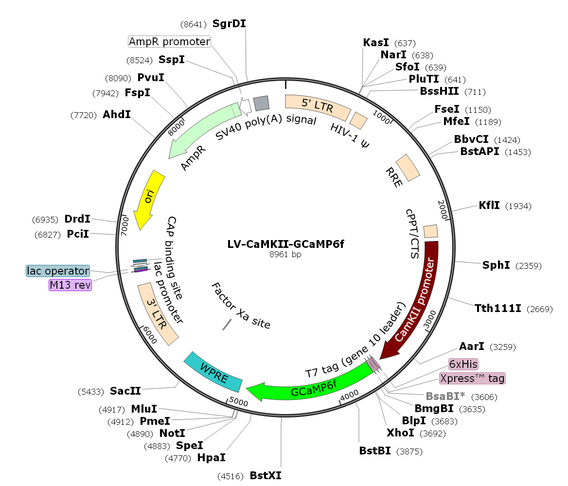 Pre-made recombinant lentivirus; LV-CaMKII-GCaMP6f; CaMKII-GCaMP6f Lentivirus