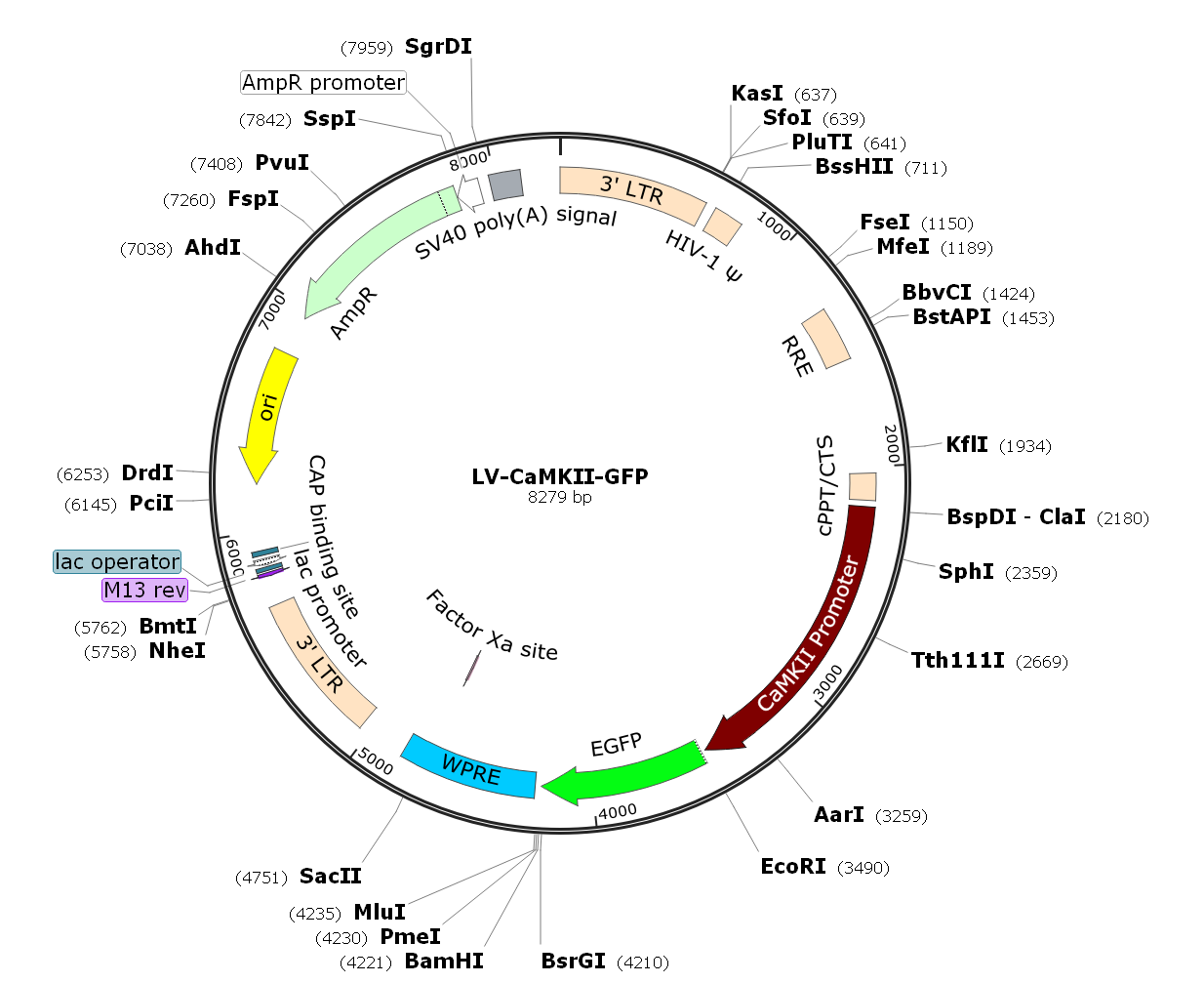 Pre-made recombinant lentivirus; LV-CaMKII-GFP; LV-CaMKIIa-GFP; CaMKII-GFP Lentivirus