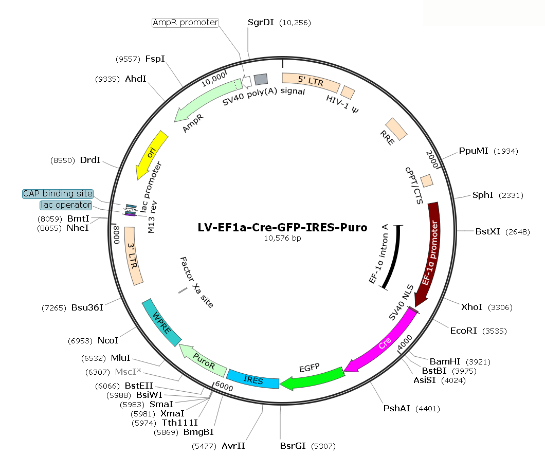 LV-EF1α-Cre-GFP-Puro; LV-EF1α-Cre-GFP-IRES-Puro; LV-EF1A-Cre-GFP-Puro; LV-EF1A-Cre-GFP-IRES-Puro; EF1A-Cre-GFP Lentivirus; EF1α-Cre-GFP Lentivirus