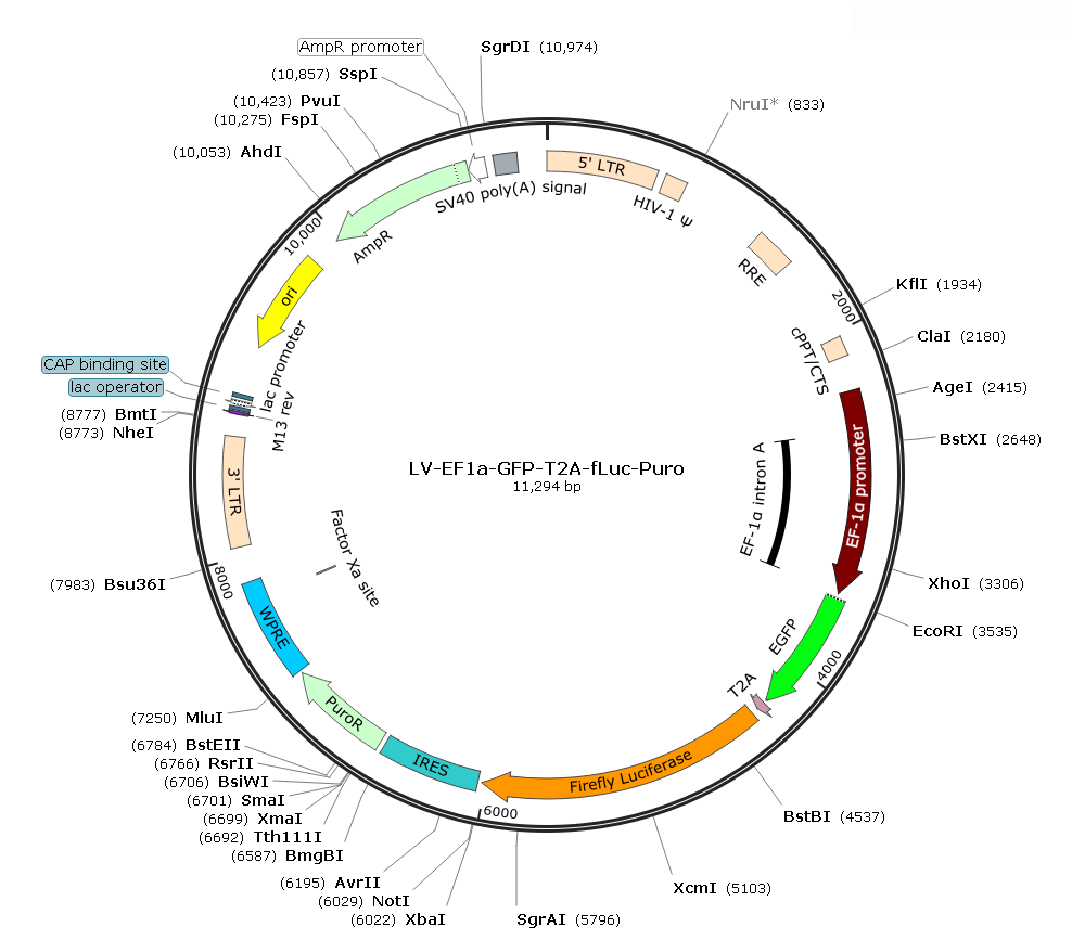 Pre-made recombinant lentivirus; LV-EF1α-GFP-T2A-fLuc-Puro; LV-EF1α-GFP-T2A-fLuc-IRES-Puro; EF1α-GFP-T2A-fLuc-Puro lentivirus; LV-EF1α-GFP-T2A-fLuc-IRES-Puro lentivirus