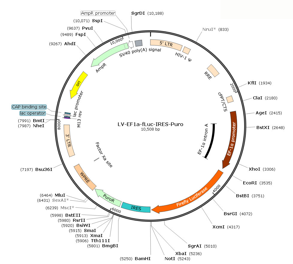 Pre-made recombinant lentivirus; LV-EF1α-fLuc-Puro; LV-EF1A-fLuc-Puro; LV-EF1α-fLuc-IRES-Puro; EF1α-fLuc-Puro Lentivirus; EF1A-fLuc-Puro Lentivirus