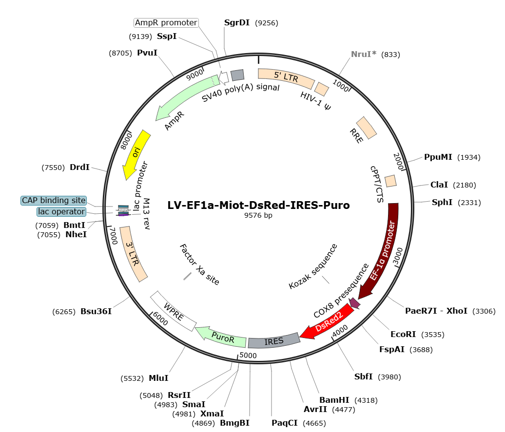 Pre-made recombinant lentivirus; LV-EF1a-Mito-DsRed-IRES-Puro; LV-EF1a-Mito-DsRed-Puro