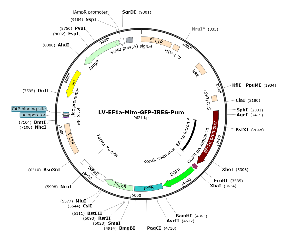 Pre-made recombinant lentivirus; LV-EF1a-Mito-GFP-IRES-Puro; LV-EF1a-Mito-GFP-Puro