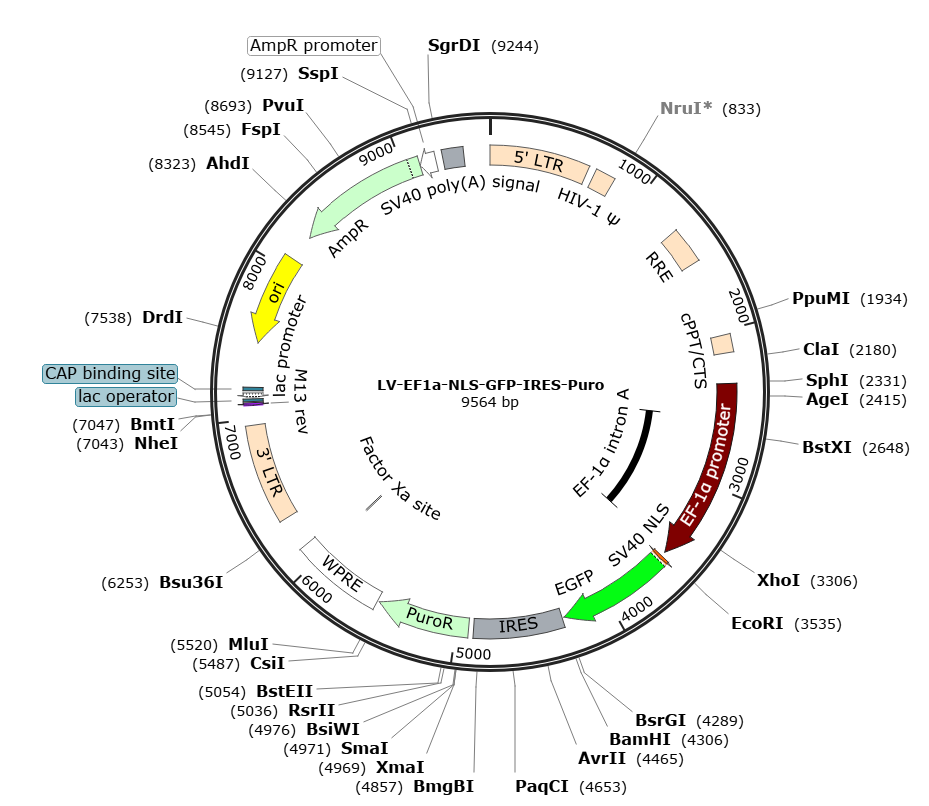 Pre-made recombinant lentivirus; LV-EF1α-NLS-GFP-Puro; LV-EF1A-NLS-GFP-Puro; EF1α-NLS-GFP-Puro Lentivirus; EF1A-NLS-GFP-Puro Lentivirus