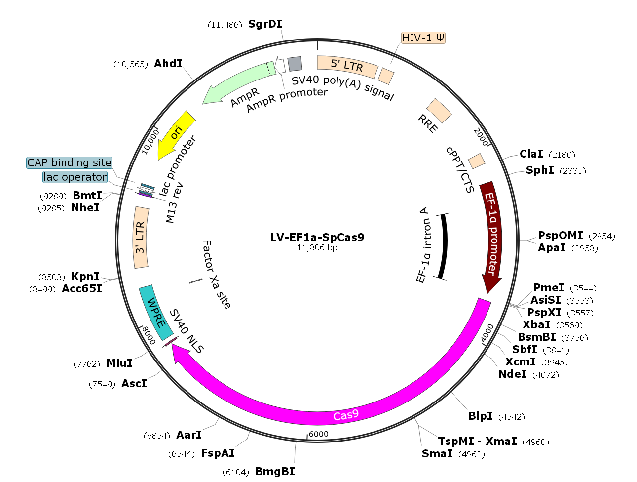 Pre-made recombinant lentivirus; LV-EF1α-SpCas9; LV-EF1α-Cas9; LV-EF1A-SpCas9; LV-EF1A-Cas9; EF1A-Cas9 Lentivirus