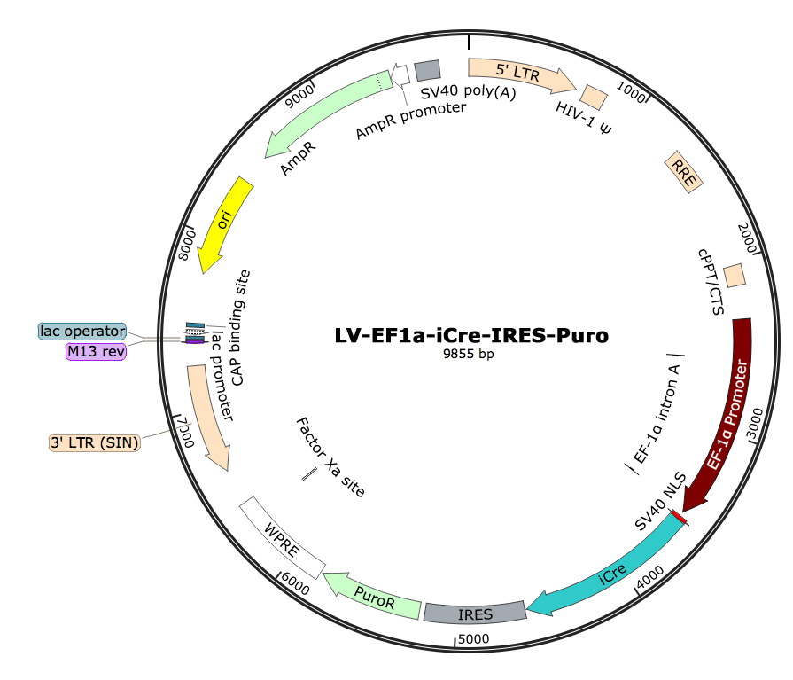 LV-EF1α-iCre-Puro; LV-EF1A-iCre-Puro; LV-EF1α-iCre-IRES-Puro; EF1A-iCre-Puro Lentivirus; EF1α-iCre-Puro Lentivirus