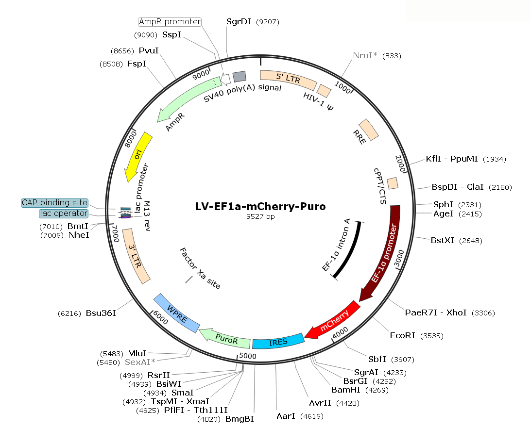LV-EF1α-mCherry-Puro; LV-EF1A-mCherry-Puro; LV-EF1α-mCherry-IRES-Puro; EF1α-mCherry-Puro Lentivirus; EF1A-mCherry-Puro Lentivirus