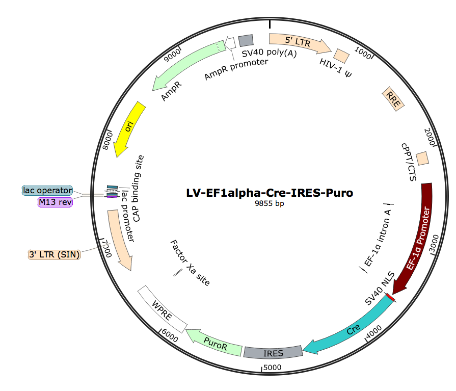 LV-EF1α-Cre-Puro; LV-EF1A-Cre-Puro; LV-EF1α-Cre-IRES-Puro; EF1A-Cre-Puro Lentivirus; EF1α-Cre-Puro Lentivirus