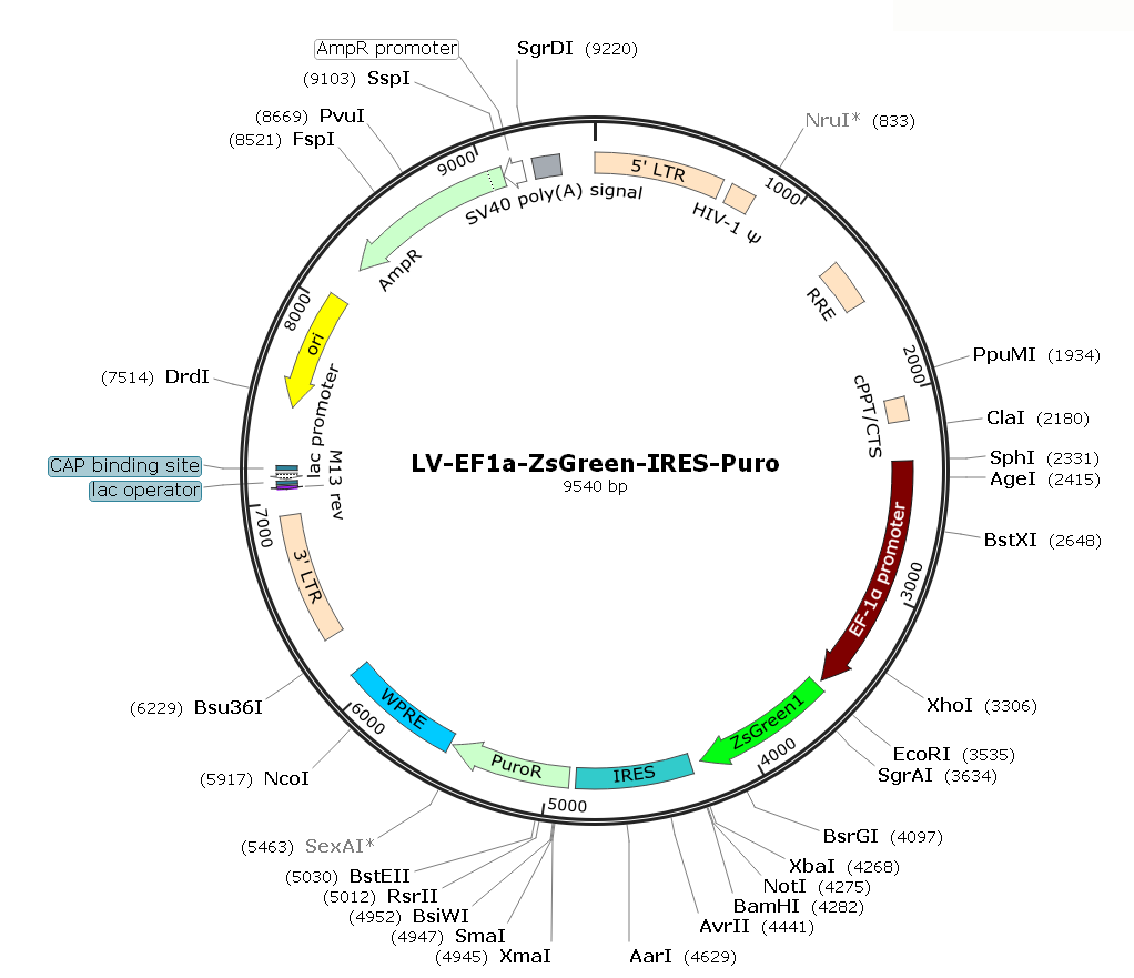 Pre-made recombinant lentivirus; LV-EF1α-ZsGreen-Puro; LV-EF1A-ZsGreen-Puro; LV-EF1α-ZsGreen-IRES-Puro; EF1α-ZsGreen-Puro Lentivirus; EF1A-ZsGreen-Puro Lentivirus