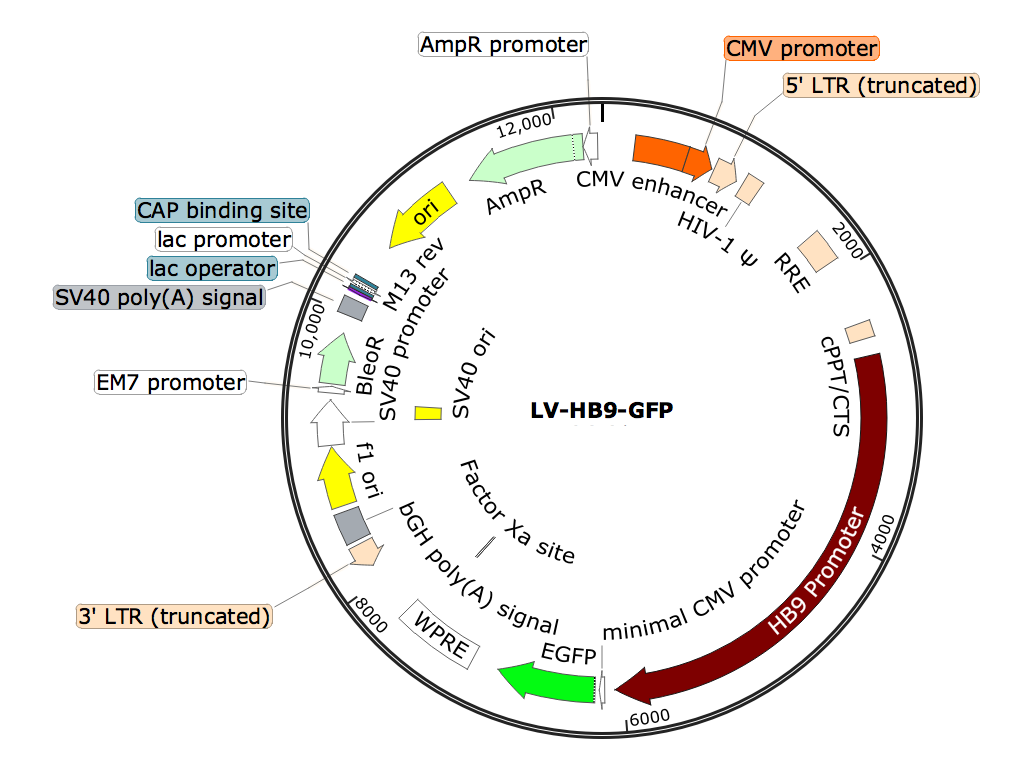 LV-HB9-GFPin-RFP; LV-Syn-RFP; Syanpsin-RFP Lentivirus