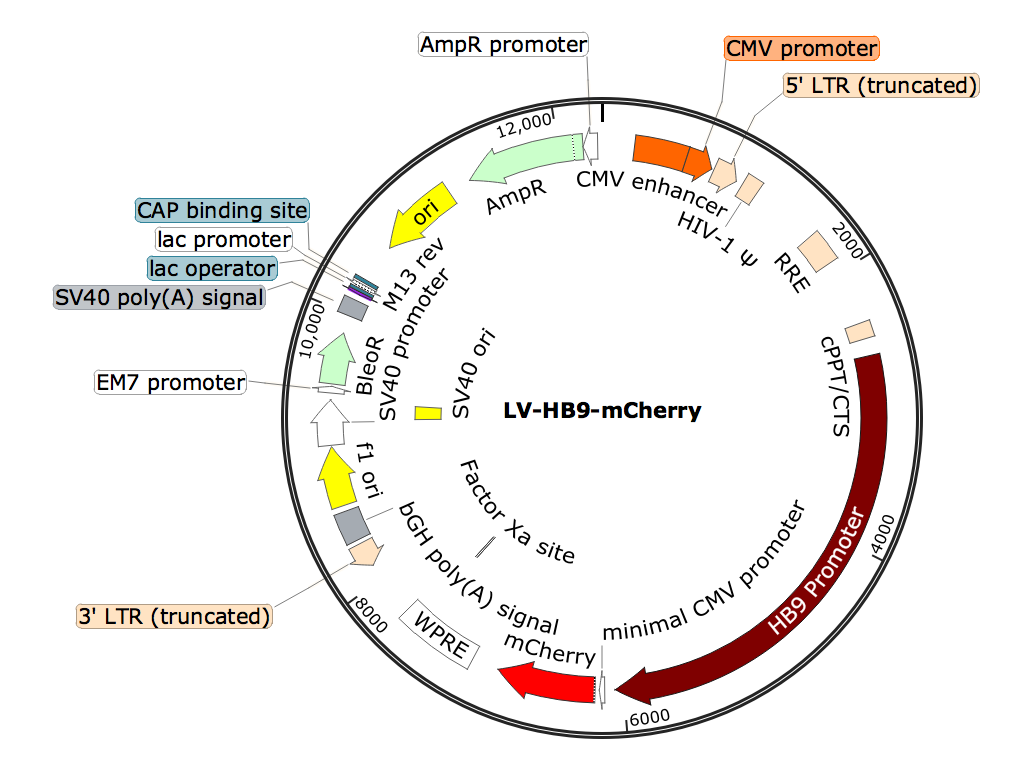 LV-HB9-mCherry; HB9-mCherry Lentivirus