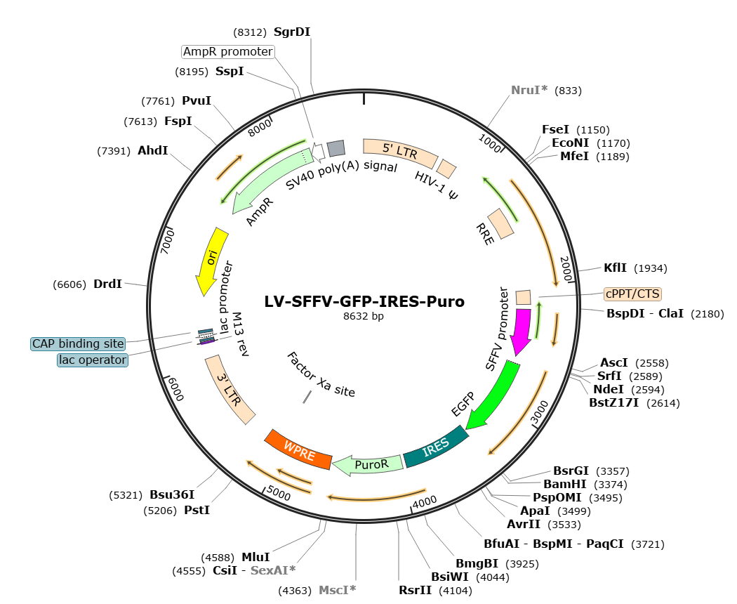 Pre-made recombinant lentivirus; LV-SFFV-GFP-IRES-Puro; LV-SFFV-EGFP-IRES-Puro; SFFV-GFP-Puro Lentivirus