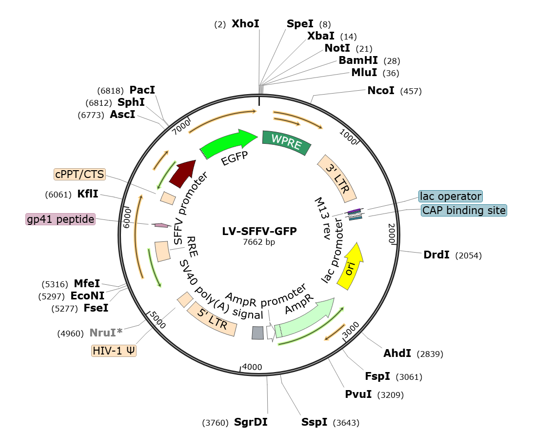 Pre-made recombinant lentivirus; LV-SFFV-GFP; LV-SFFV-EGFP; SFFV-GFP Lentivirus