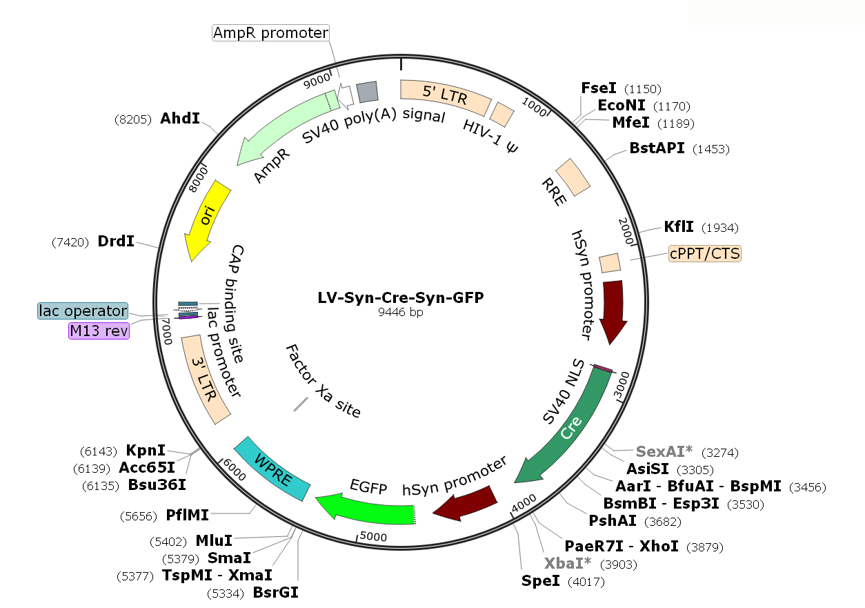 Pre-made recombinant lentivirus; LV-Synapsin-Cre-Synapsin-GFP; LV-Syn-Cre-Syn-GFP; LV-hSyn-Cre-hSyn-GFP; Syanpsin-Cre-Synapsin-GFP Lentivirus