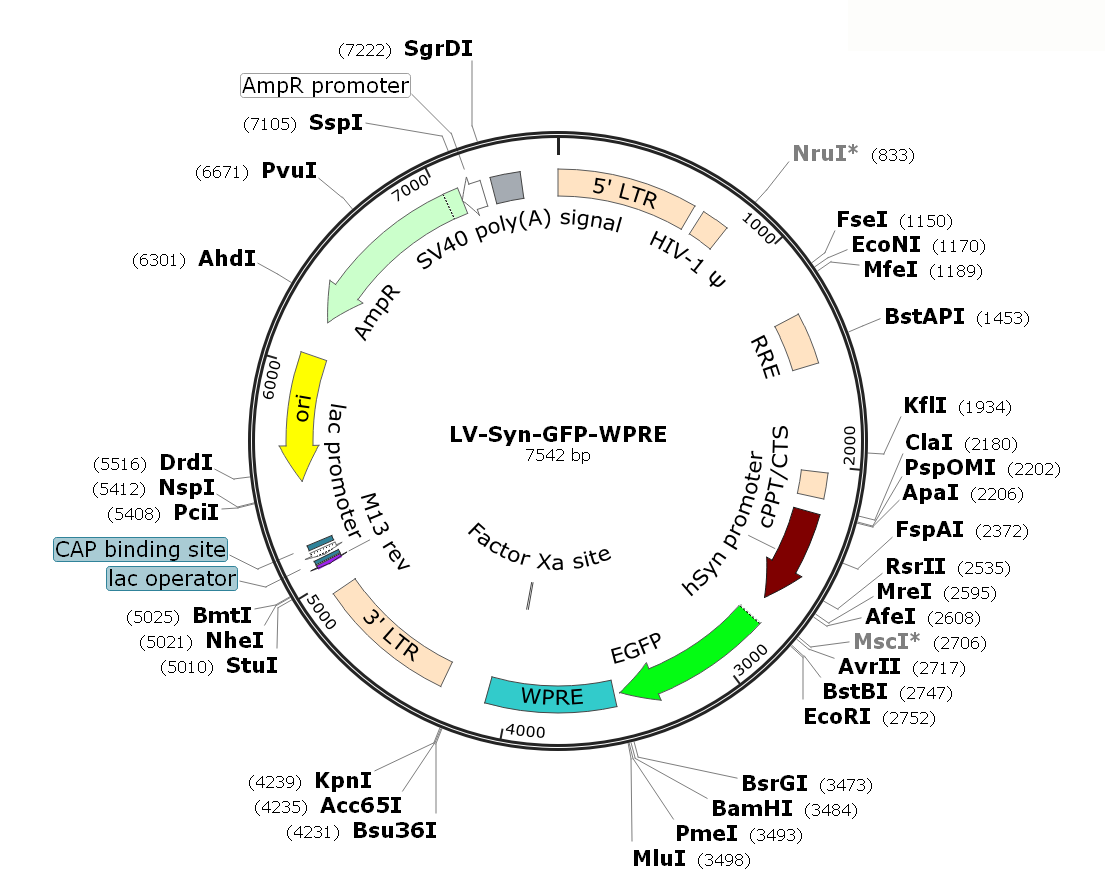 Pre-made recombinant lentivirus; LV-Synapsin-GFP; LV-Syn-GFP; LV-hSyn-GFP; Syanpsin-GFP Lentivirus