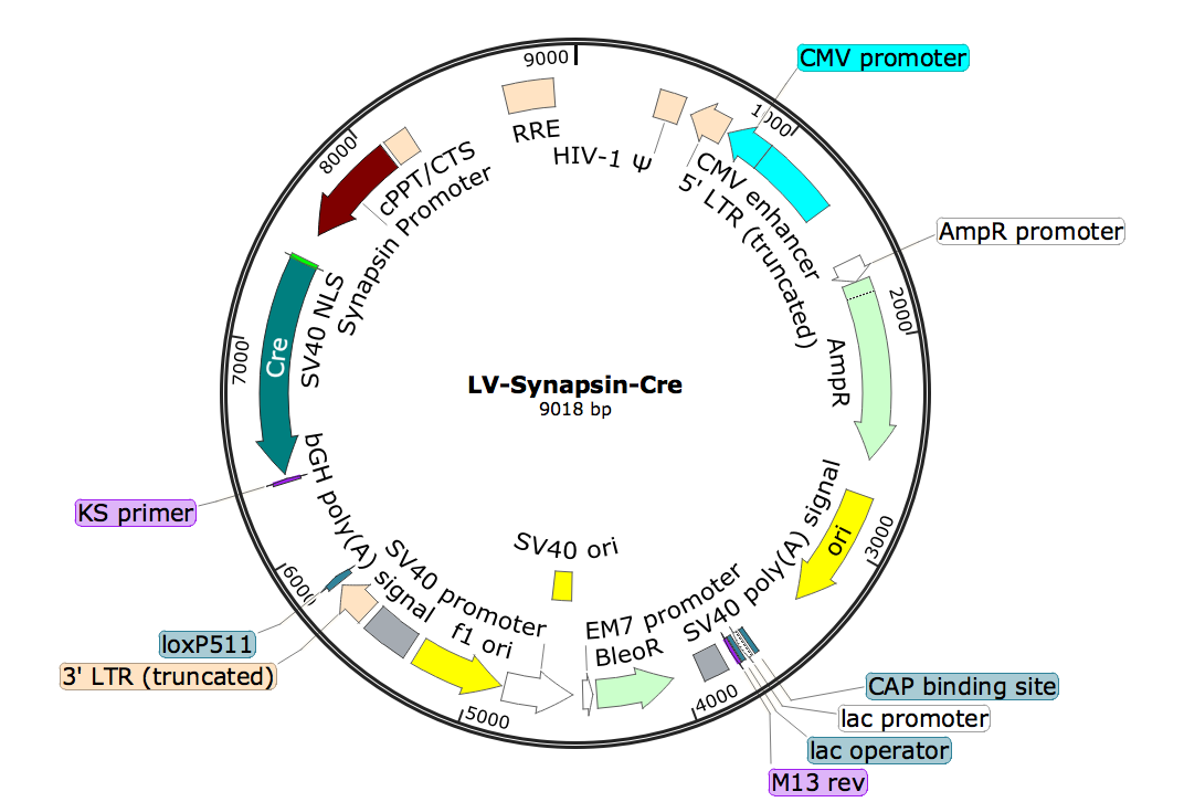 LV-Synapsin-Cre; LV-Syn-Cre; LV-Synapsin-Cre; Synapsin-Cre Lentivirus