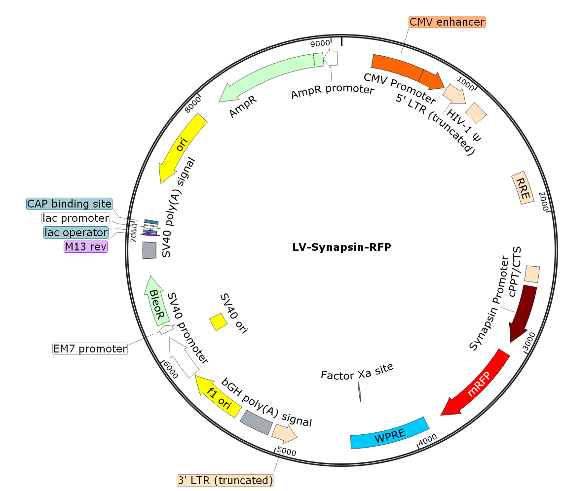 LV-Synapsin-RFP; LV-Syn-RFP; Syanpsin-RFP Lentivirus