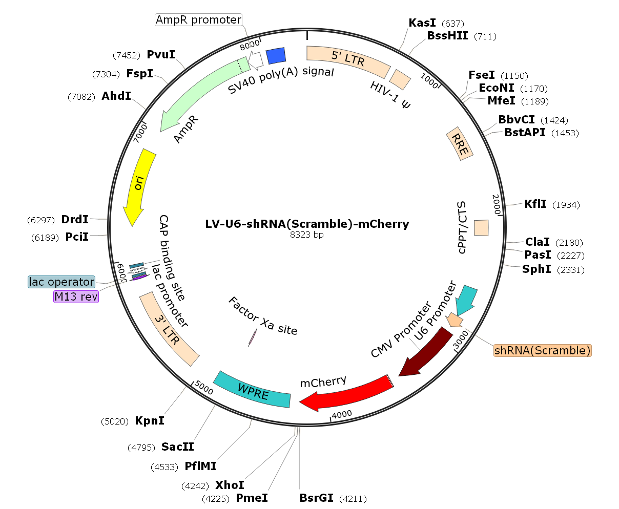 Pre-made recombinant lentivirus; LV-U6-shRNA(Scramble)-mCherry; LV-U6-shRNA(Scramble)-CMV-mCherry; U6-shRNA(Scramble)-mCherry Lentivirus.