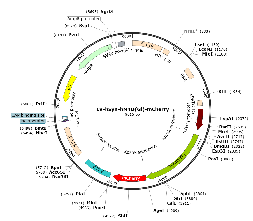 Pre-made recombinant lentivirus; LV-hSyn-hM4D(Gi)-mCherry; Syn-hM4D(Gi)-mCherry Lentivirus