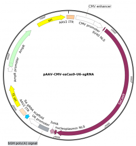 pAAV-CMV-SaCas9-U6-sgRNA