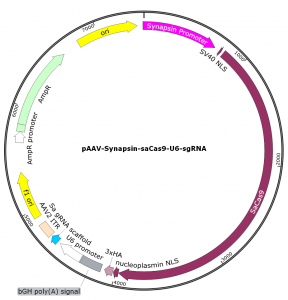 pAAV-Synapsin-saCas9-U6-sgRNA