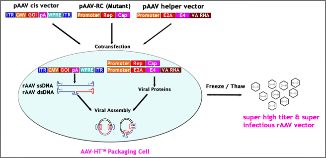 download Voltage-Gated Calcium Channels (Molecular Biology