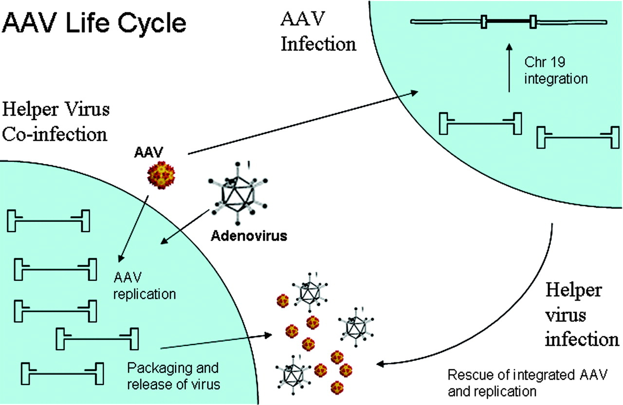 AAV Life Cycle