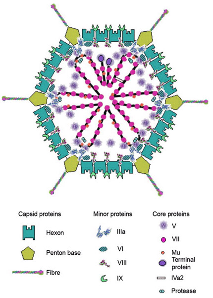 Introduction of Adenovirus : SignaGen Laboratories, A Gene Delivery