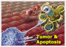 Tumor and Apoptosis