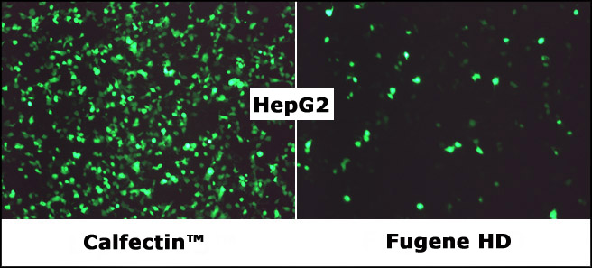 CalFectin_vs_FugeneHD_HepG2