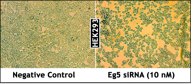 GenMute_EG5_siRNA_HEK293