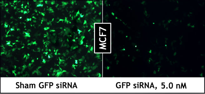 PepMute_GFP_siRNA_MCF7