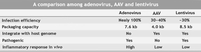 A comparison among adenovirus, AAV and lentivirus